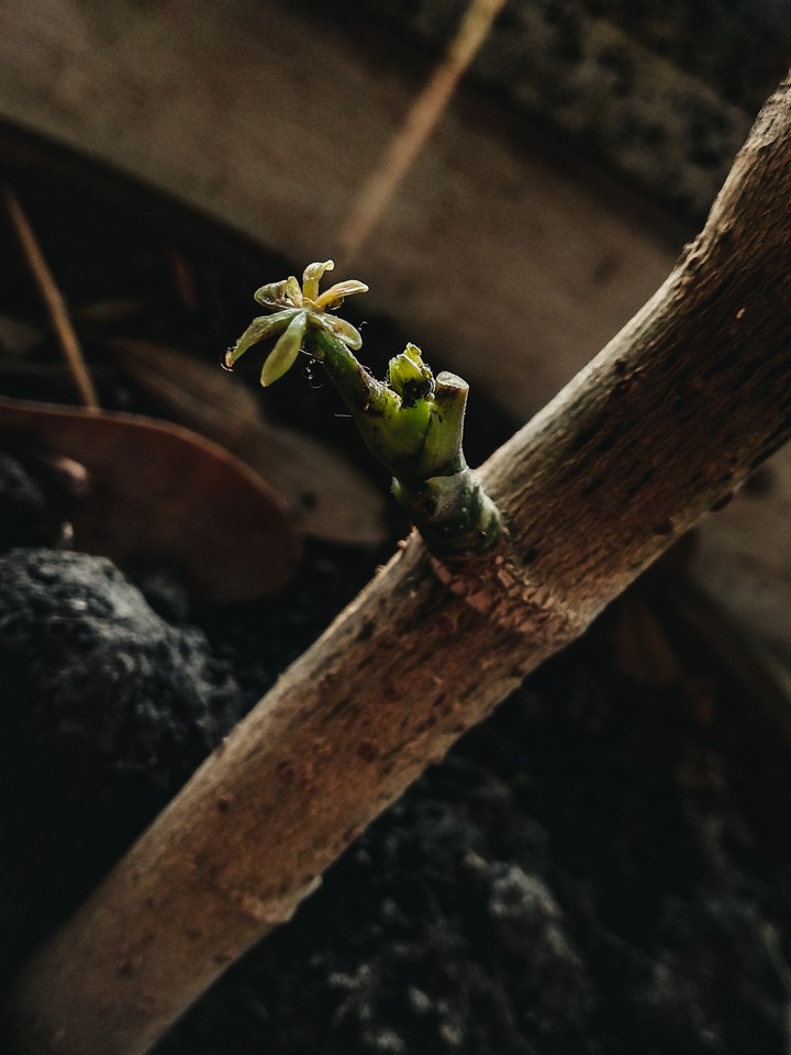Grow