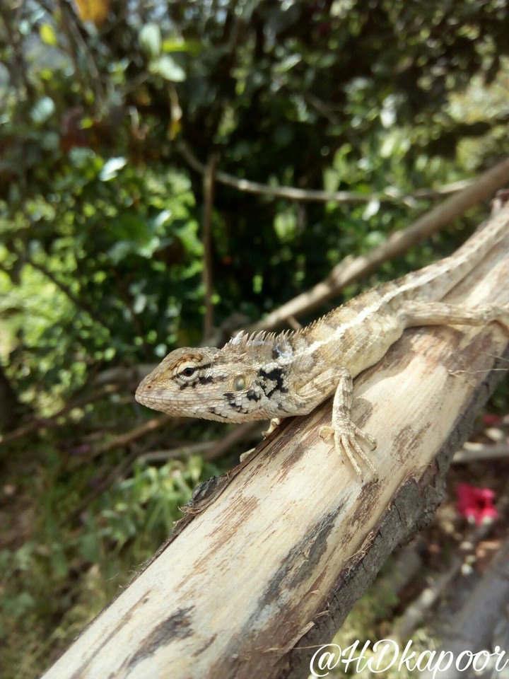 lizard
