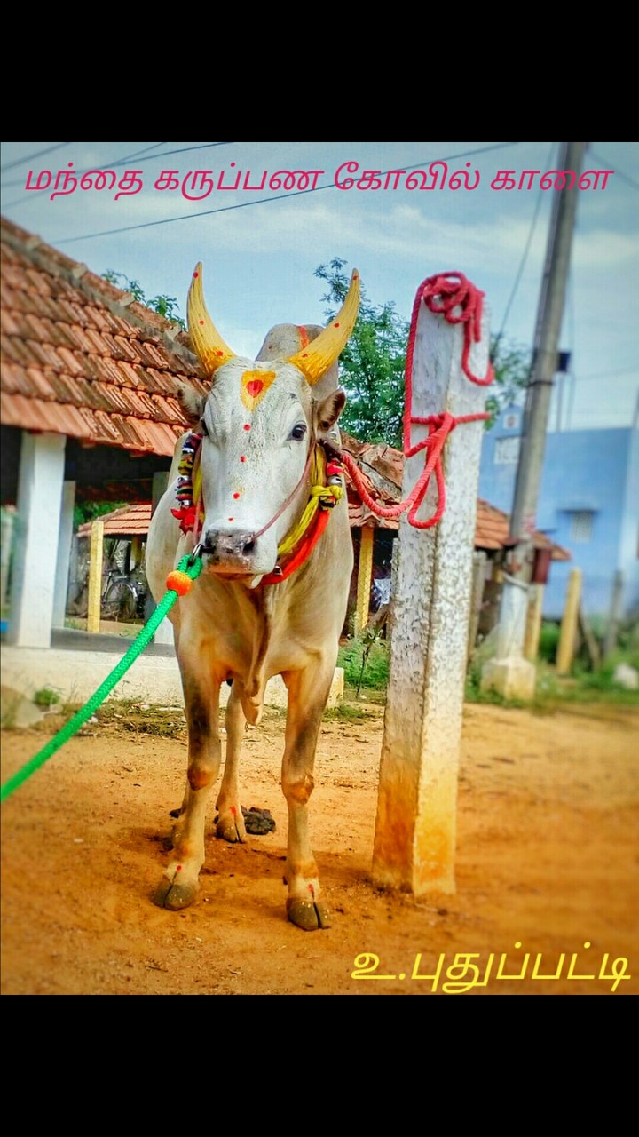 Manjuvirattu kaalai Puthupatti