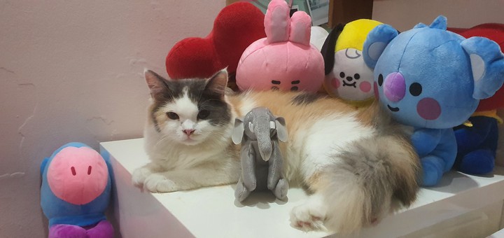 Dolls