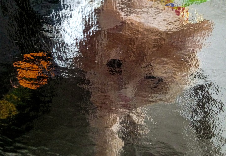 Art cat
