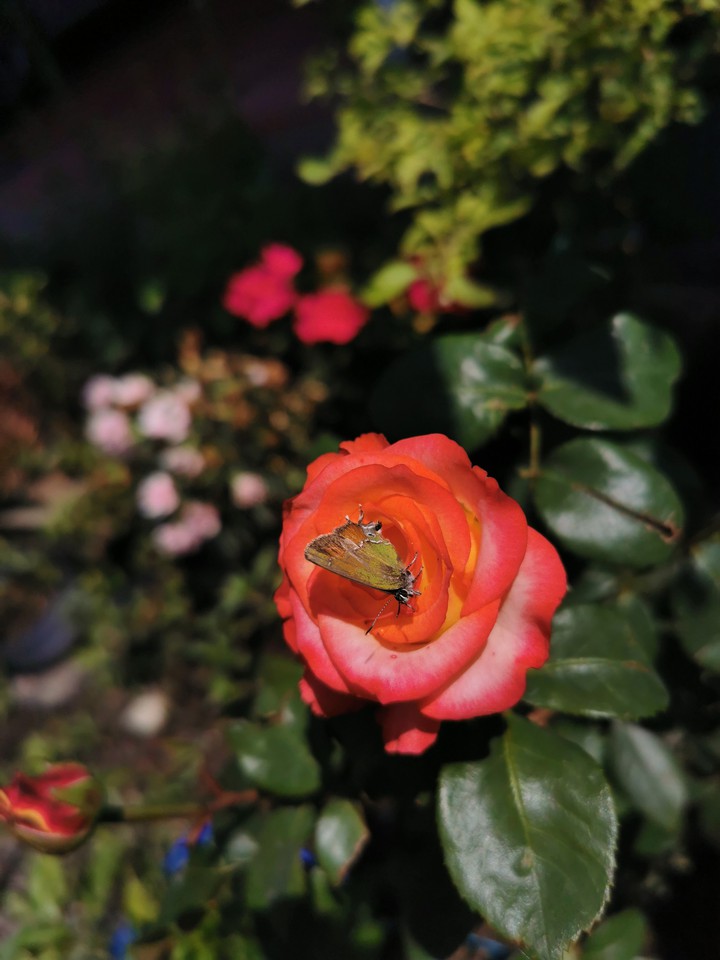 Rosa, mariposa