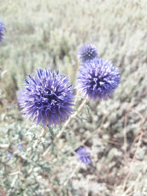 Flowers in the field