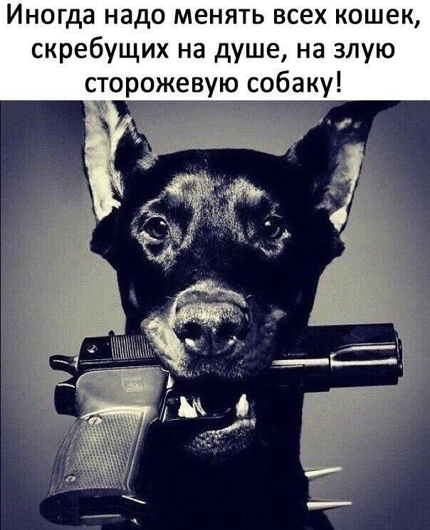 цитата
