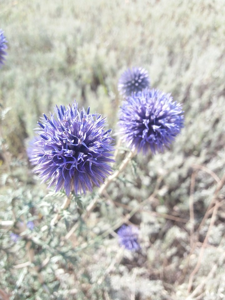 Flowers in the field