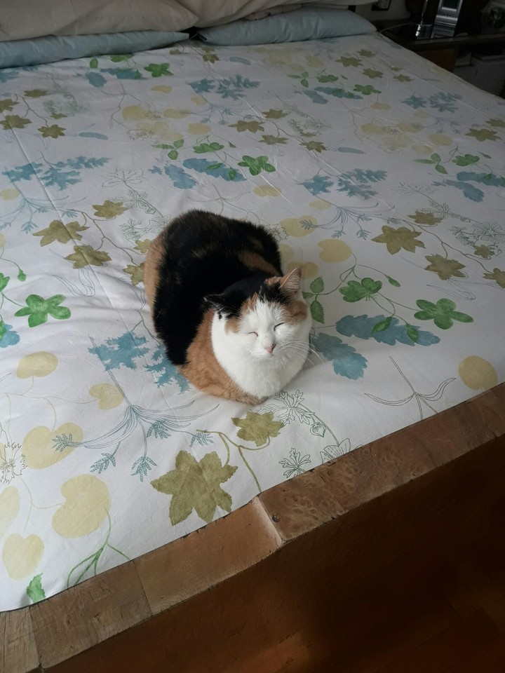 Minou