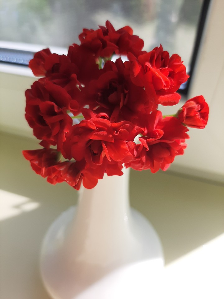 red flower