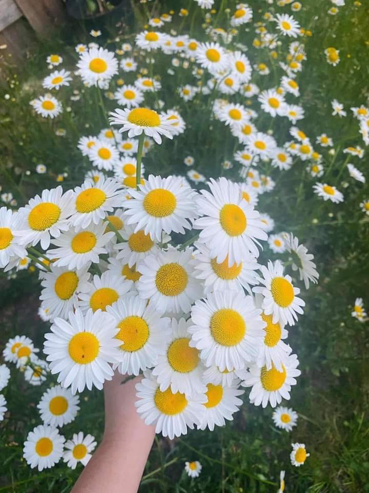 ღ✿◠‿◠✿ღ