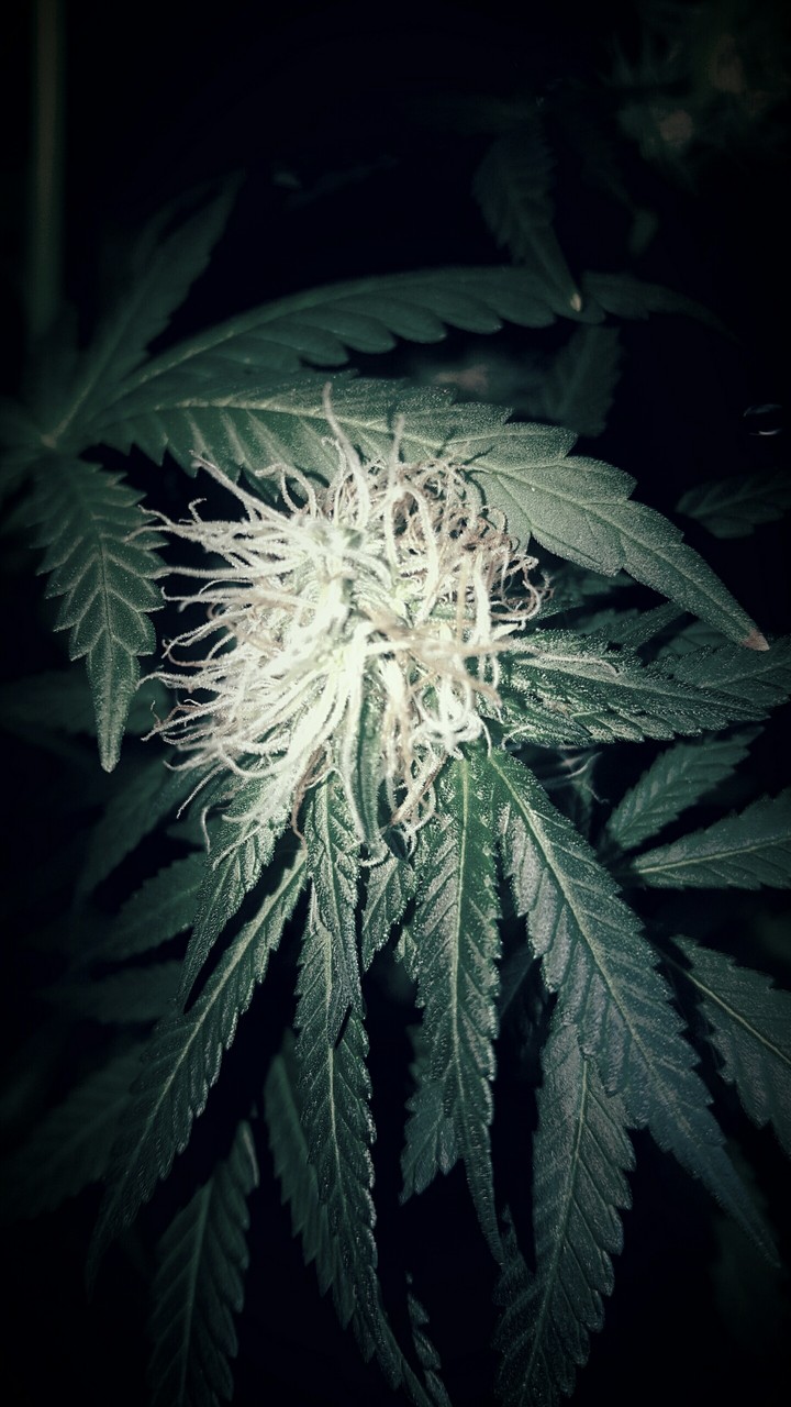 Weed