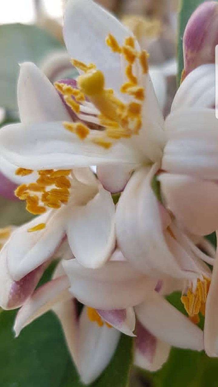 fiore
