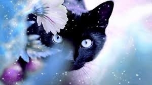 коты