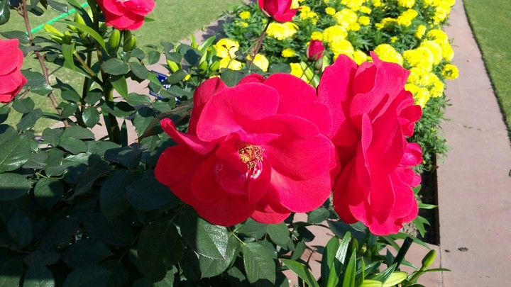 mughal garden