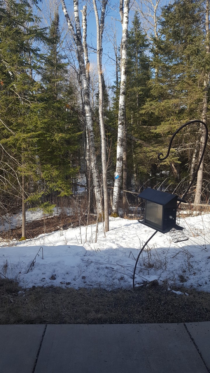 spring in northern minnesota