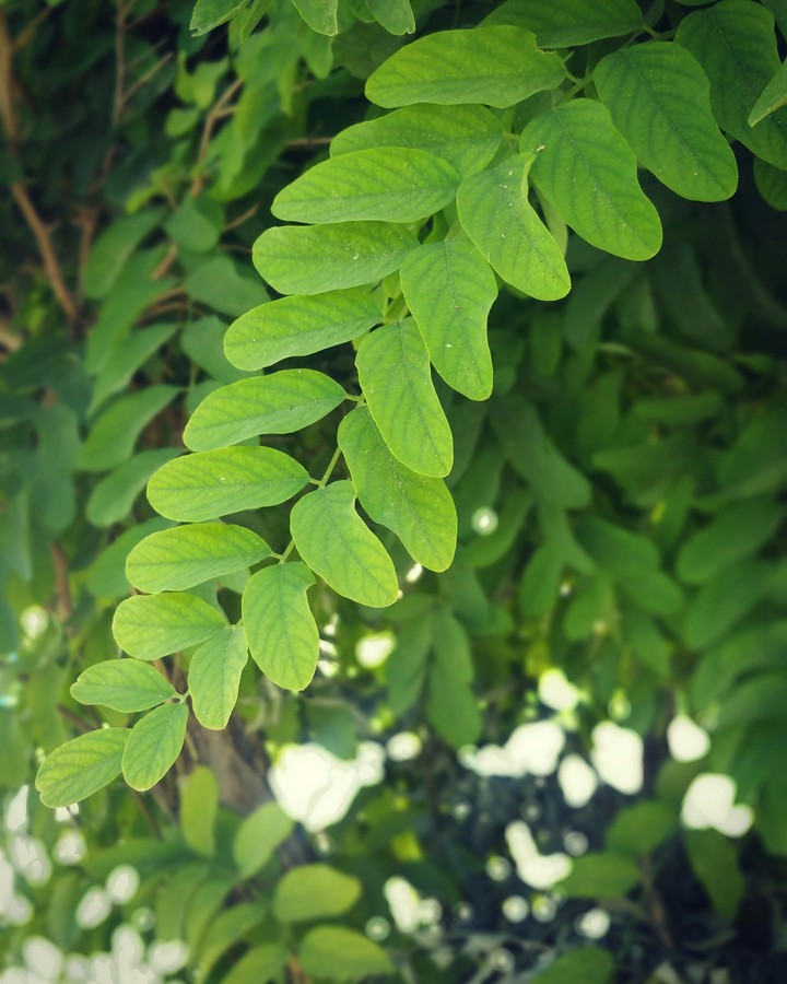 green leaf