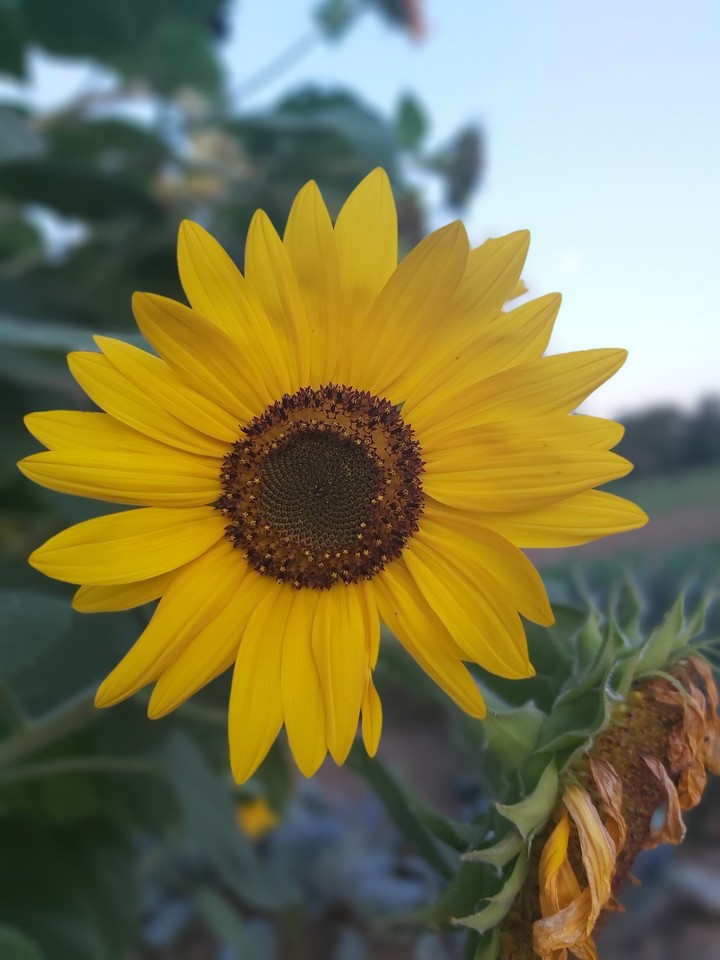Sunflower