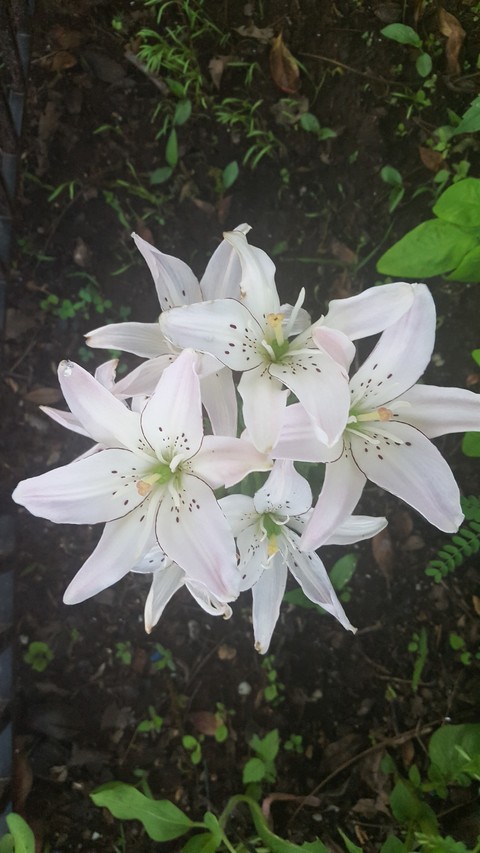 Lilies