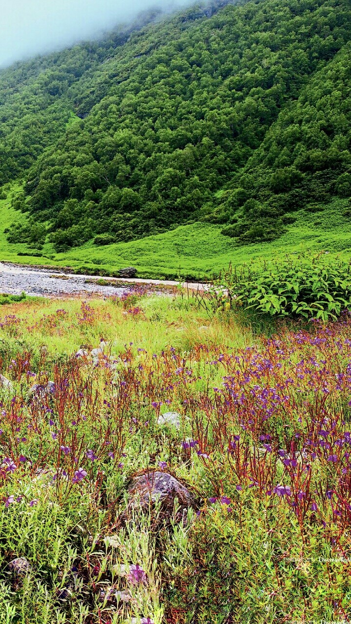 grassland