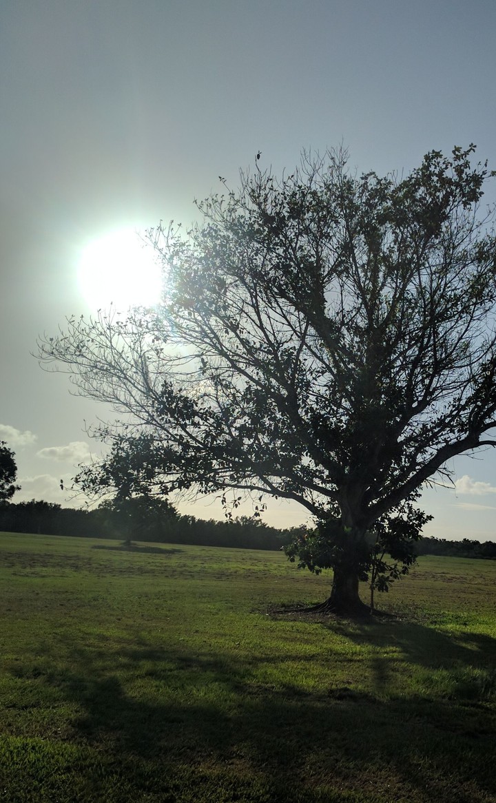Sunny Field....