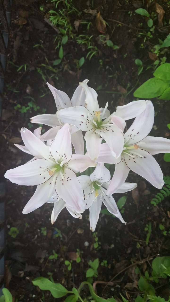 Lilies
