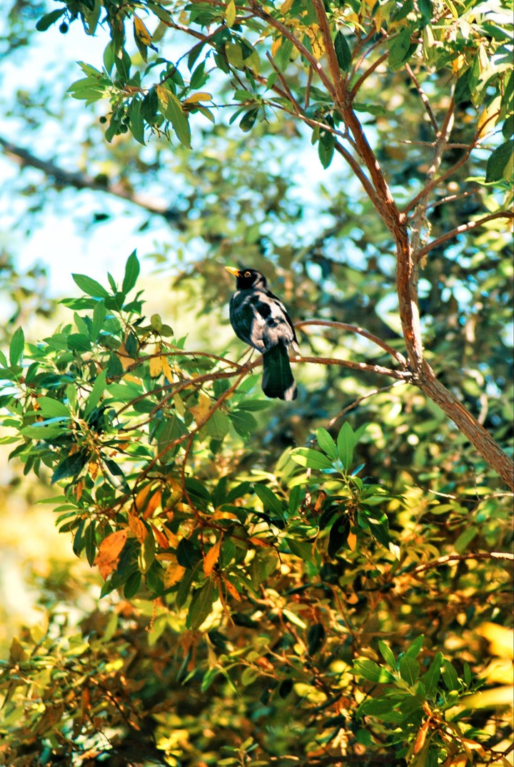 bird -my click-