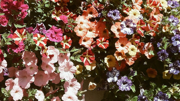 rainbow flowers