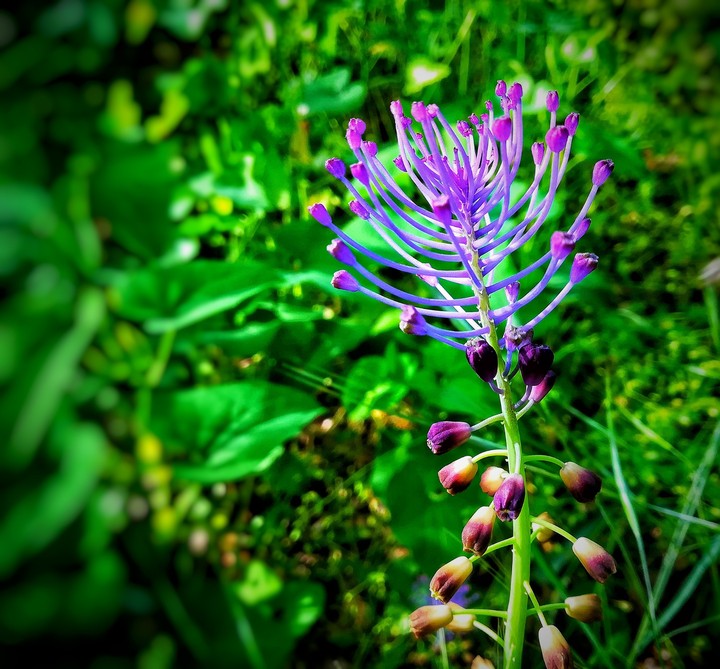 Fiori di casa mia