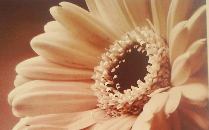 Flor