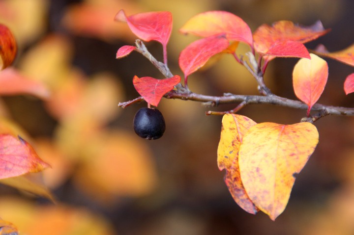 Autumn berry
