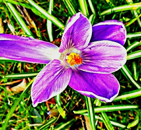 crocus