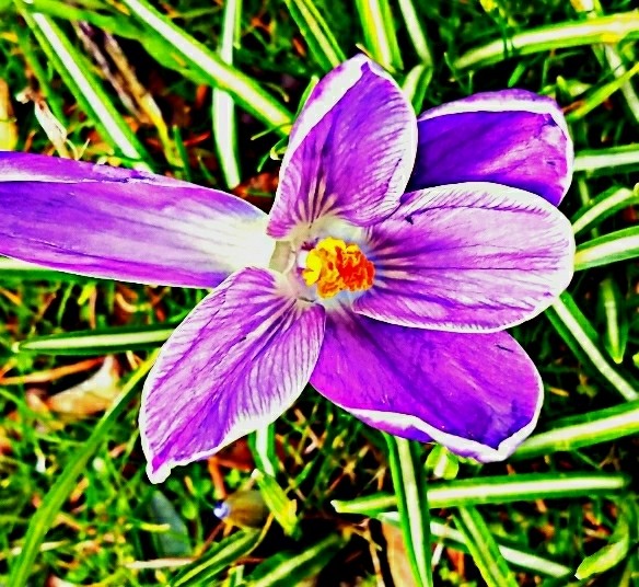 crocus