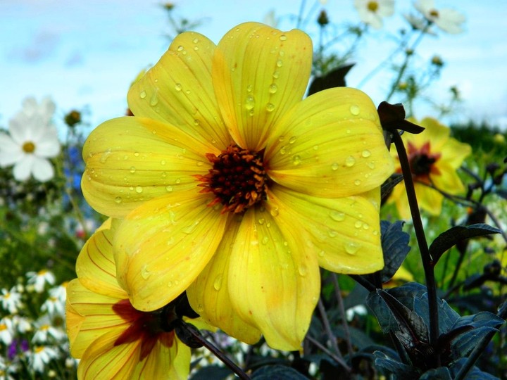 flower