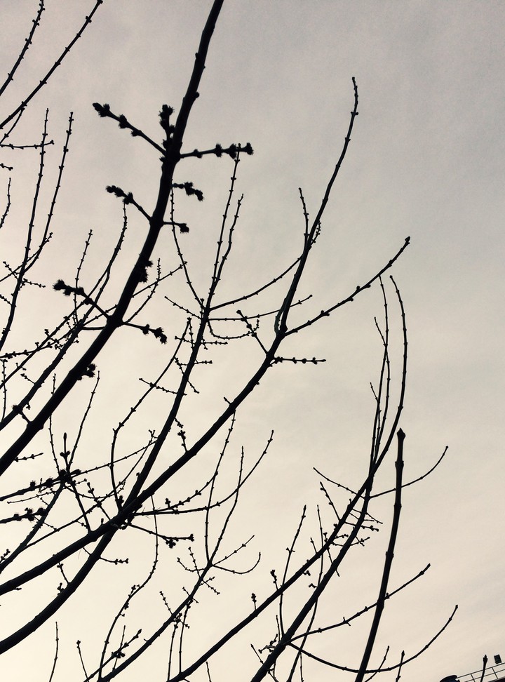 trees