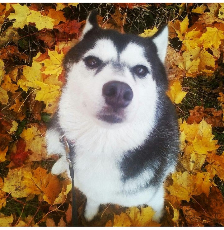 Husky