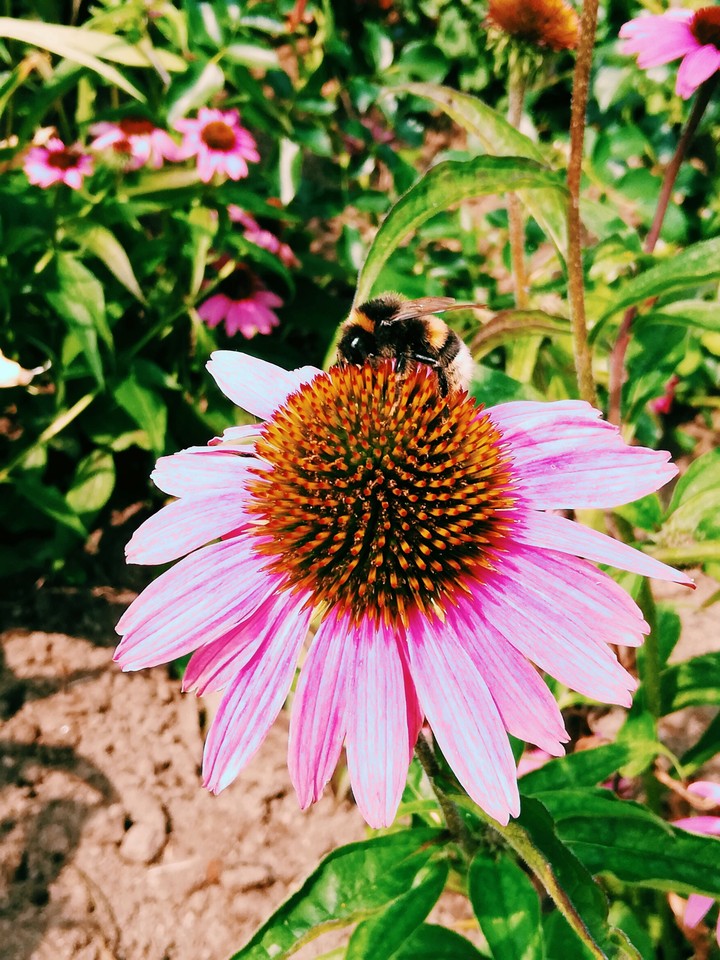 Beautiful Nature