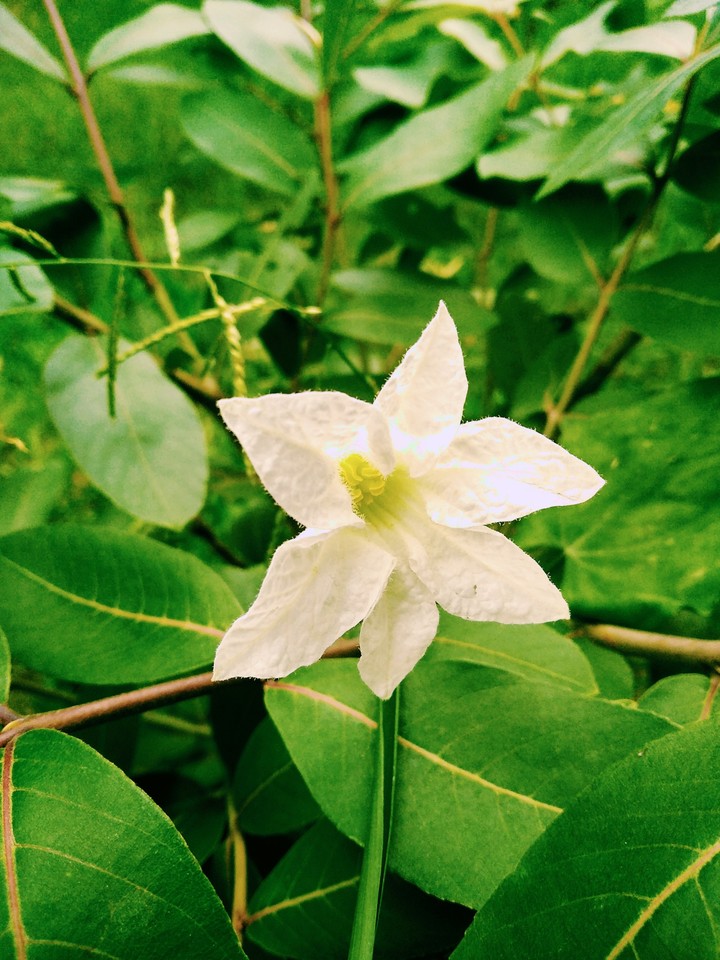 white flower