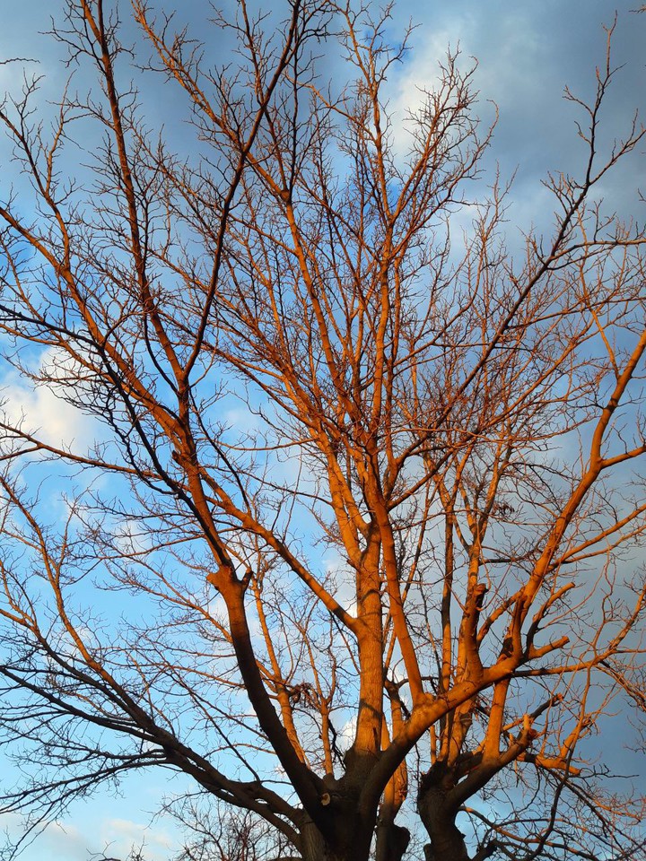 winter sun's colours