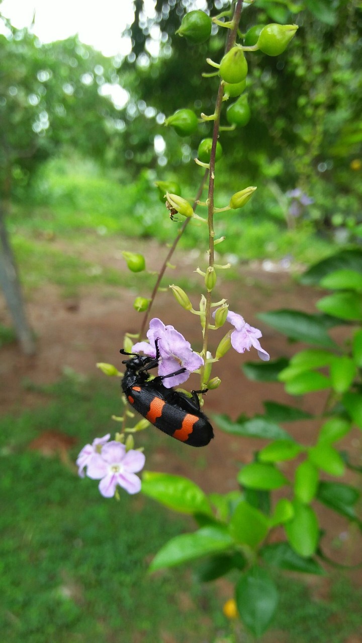 beauty of flower