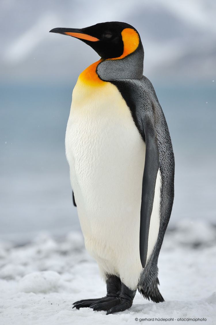 King Penguin