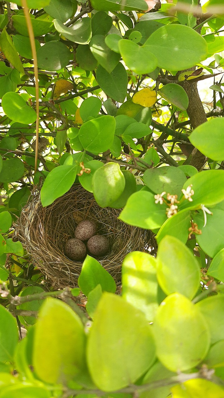 eggs in the nest