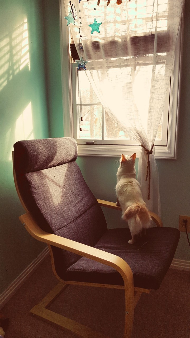 purrfect memories