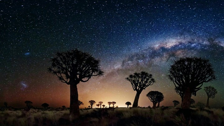 baobab trees