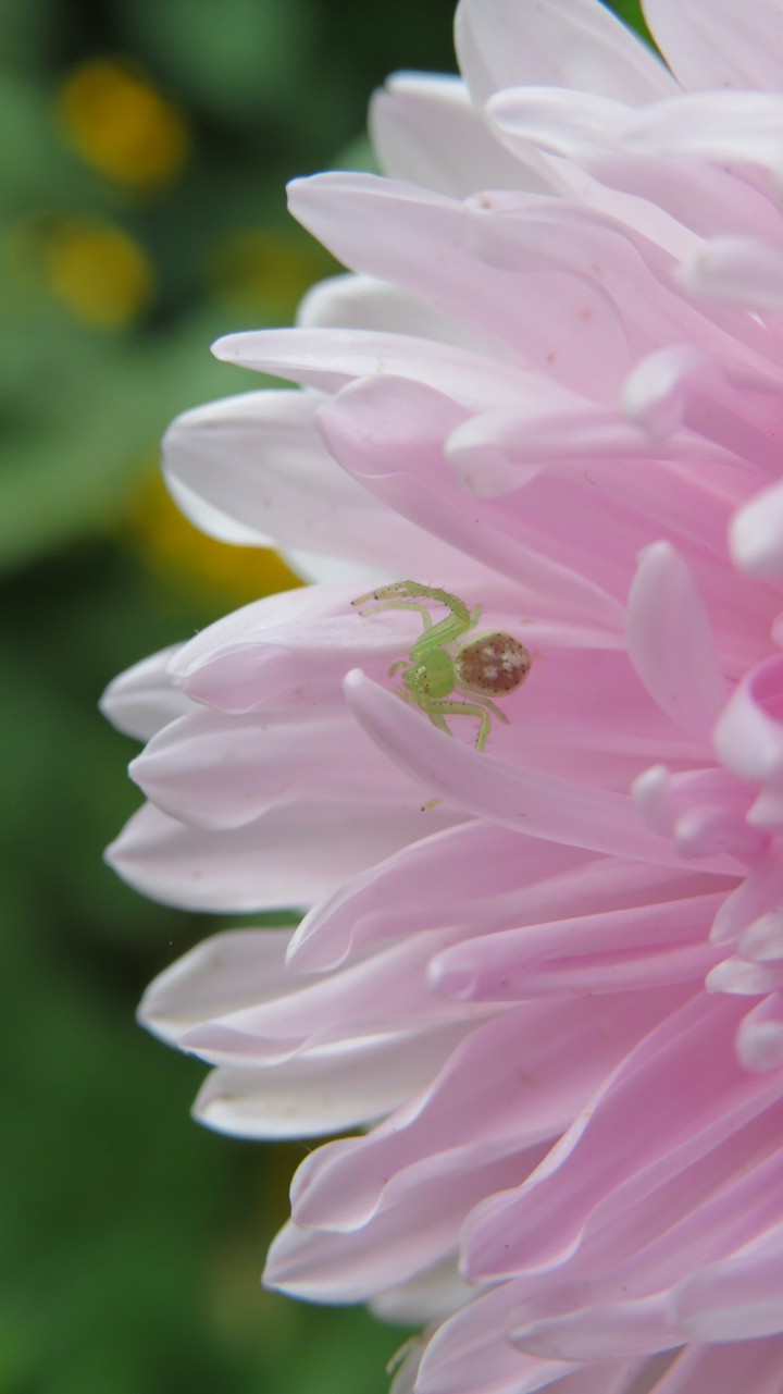 flowers & spider