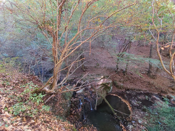 autumn forest