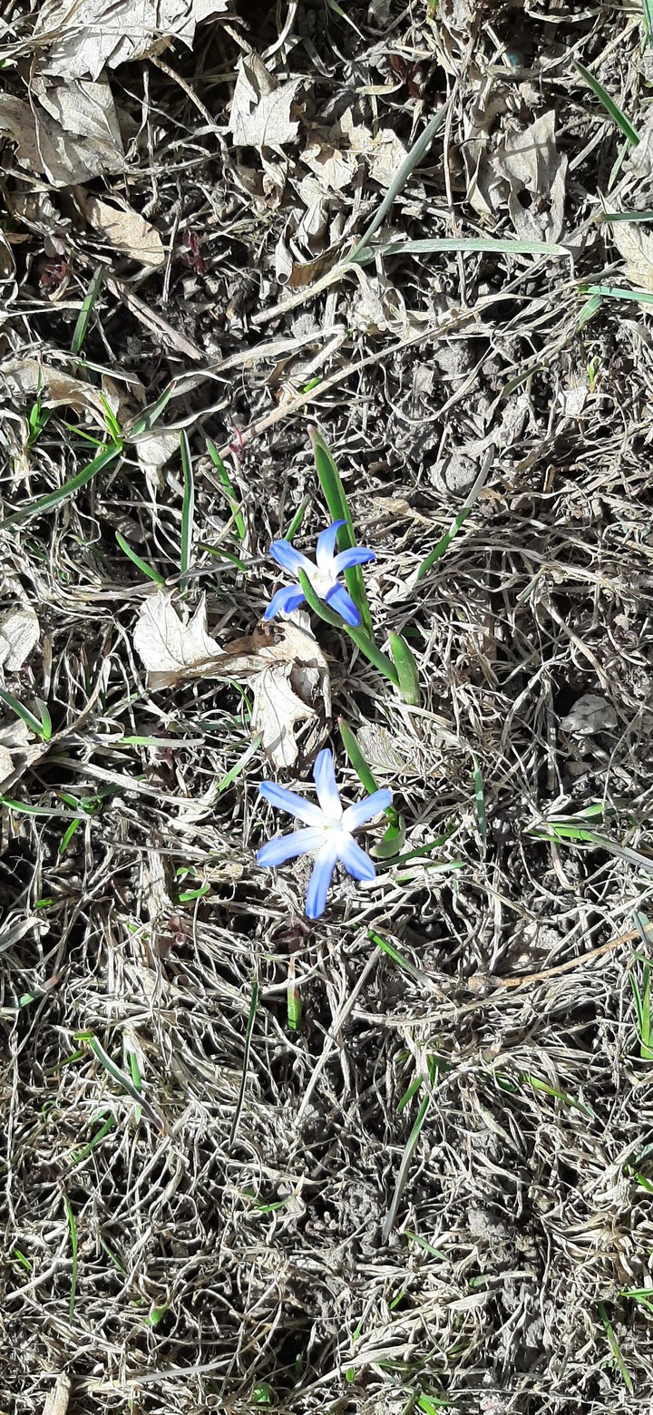 A surprise in my yard
