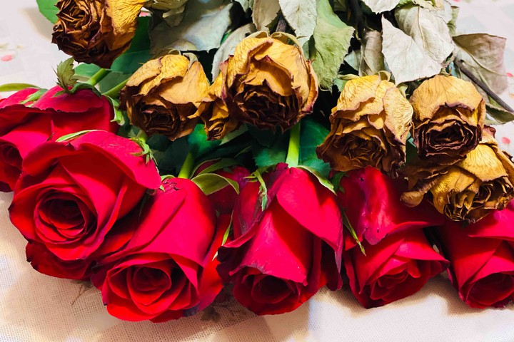 roses