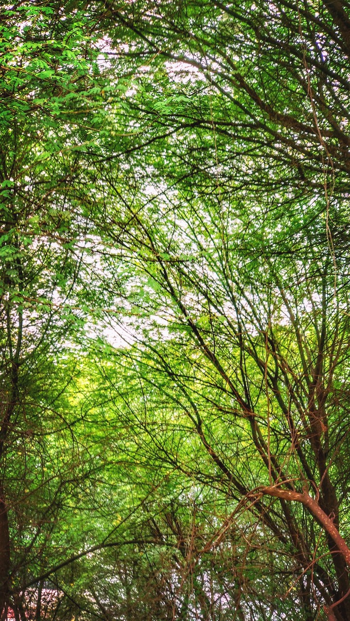 Forest in the City