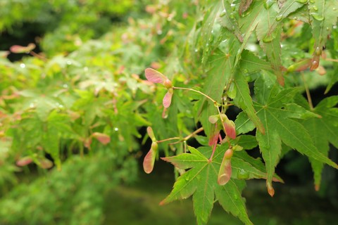 leaves
