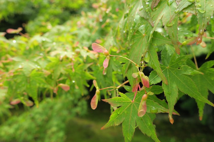 leaves