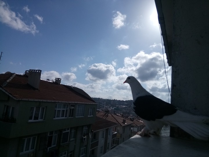 güvercin