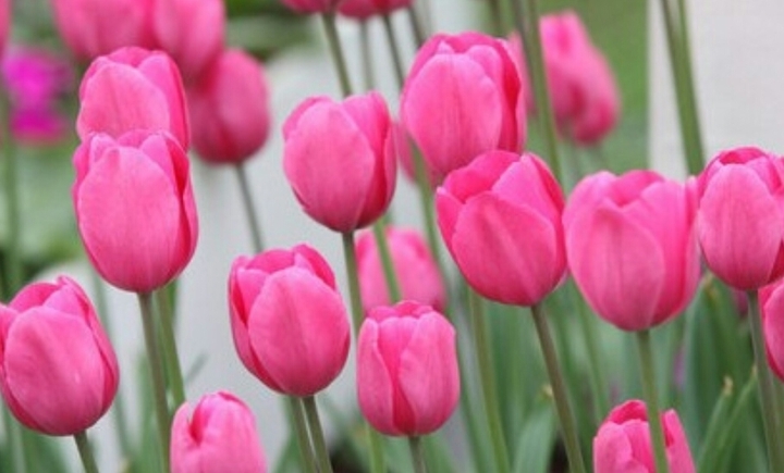 tulip 